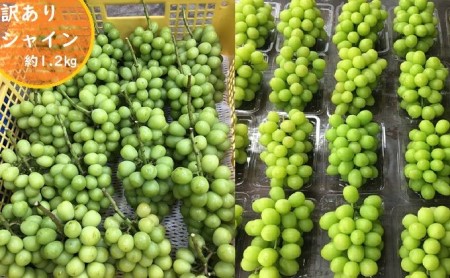 長野県坂城町のふるさと納税シャインマスカット（寄附金額10,000円）