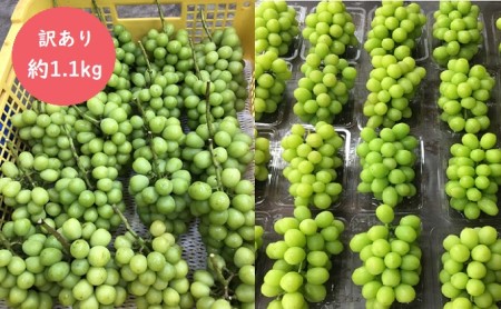 長野県坂城町のふるさと納税シャインマスカット（寄附金額10,000円）