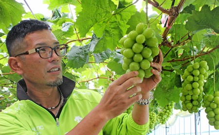 岡山県高梁市のふるさと納税シャインマスカット（寄附金額24,000円）