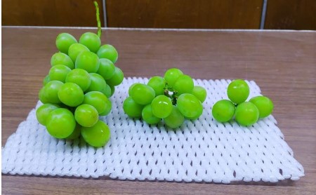 長野県坂城町のふるさと納税シャインマスカット（寄附金額15,000円）