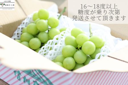 長野県佐久穂町のふるさと納税シャインマスカット（寄附金額14,000円）