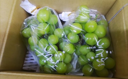 長野県坂城町のふるさと納税シャインマスカット（寄附金額10,000円）