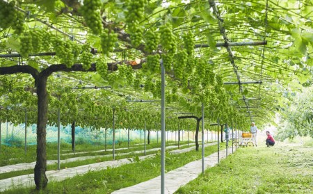 山形県山形市のふるさと納税シャインマスカット（寄附金額20,000円）