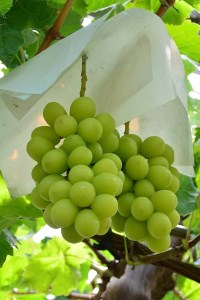 山梨県甲斐市のふるさと納税シャインマスカット（寄附金額10,000円）