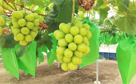 岡山県里庄町のふるさと納税シャインマスカット（寄附金額18,000円）