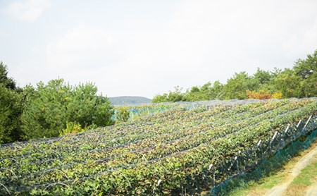 岡山県瀬戸内市のふるさと納税シャインマスカット（寄附金額15,000円）