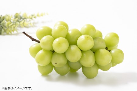 香川県三豊市のふるさと納税シャインマスカット（寄附金額17,000円）