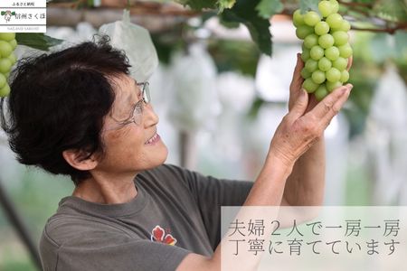 長野県佐久穂町のふるさと納税シャインマスカット（寄附金額14,000円）