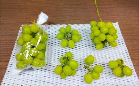 長野県坂城町のふるさと納税シャインマスカット（寄附金額10,000円）