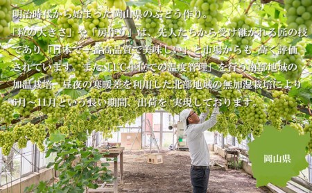 岡山県玉野市のふるさと納税シャインマスカット（寄附金額13,000円）