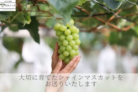 長野県佐久穂町のふるさと納税シャインマスカット（寄附金額14,000円）