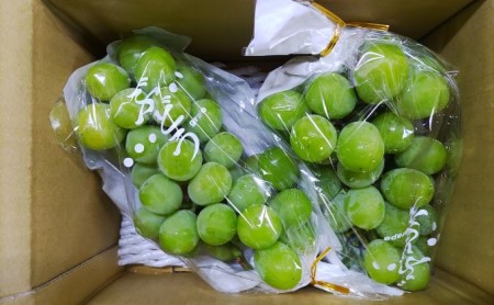長野県坂城町のふるさと納税シャインマスカット（寄附金額15,000円）