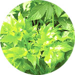 サントリー「極の青汁」