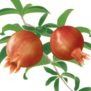 大正製薬「コレステロールや中性脂肪が気になる方の青汁」